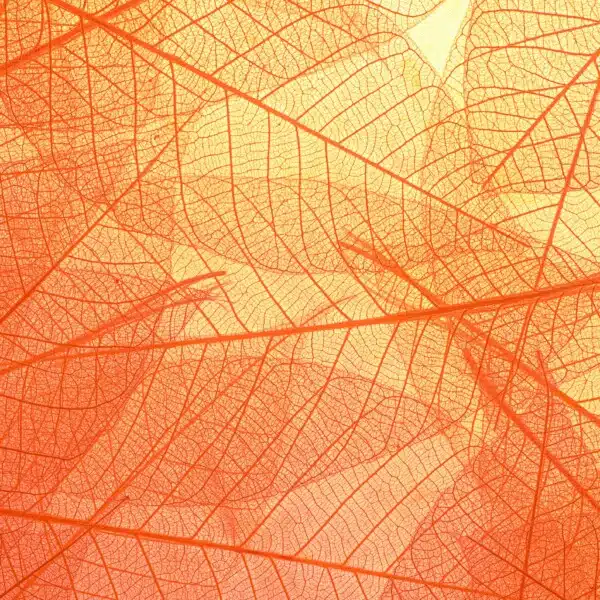 pexels-neosiam-4498792